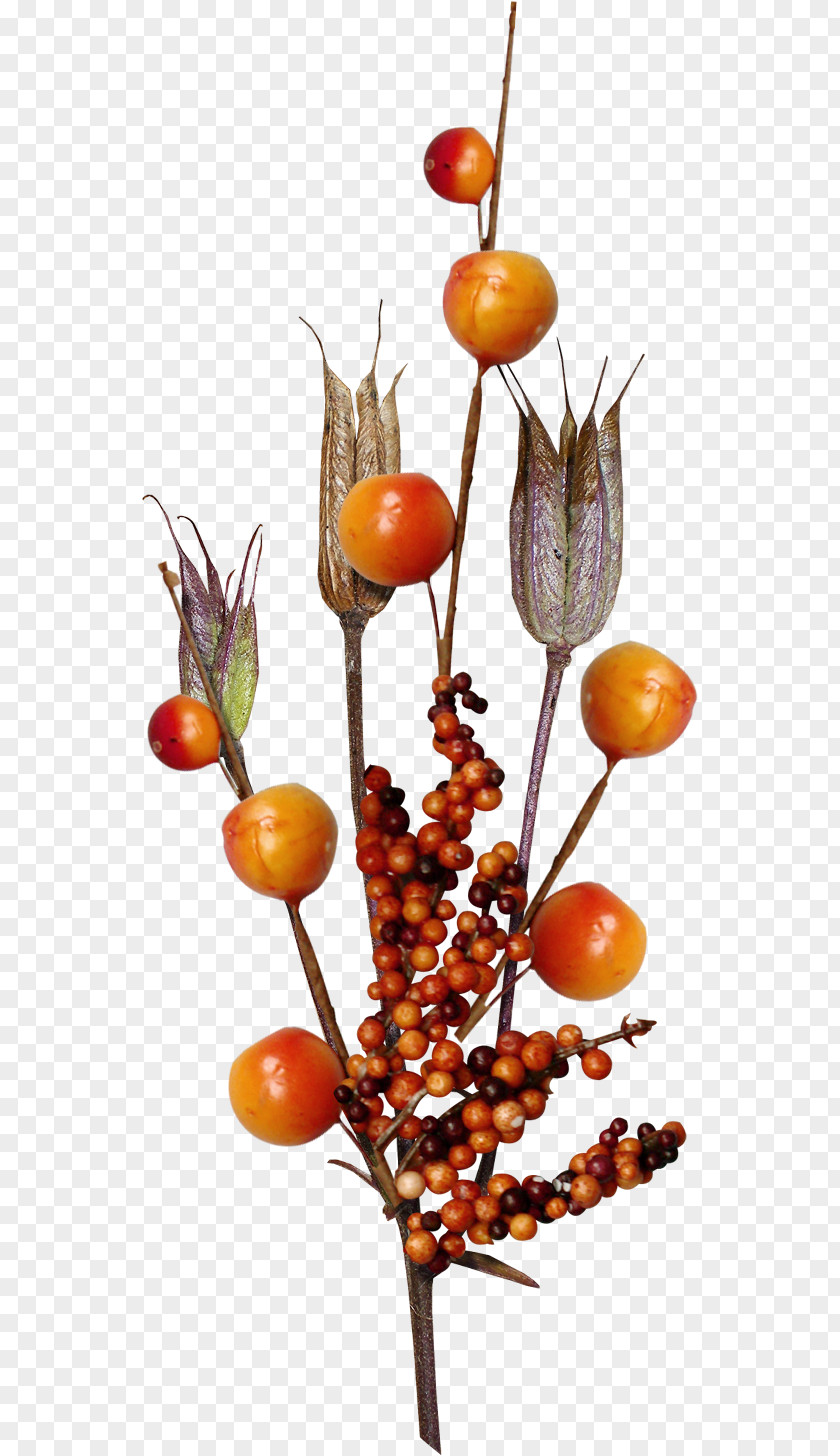 Bellon Fruit PNG