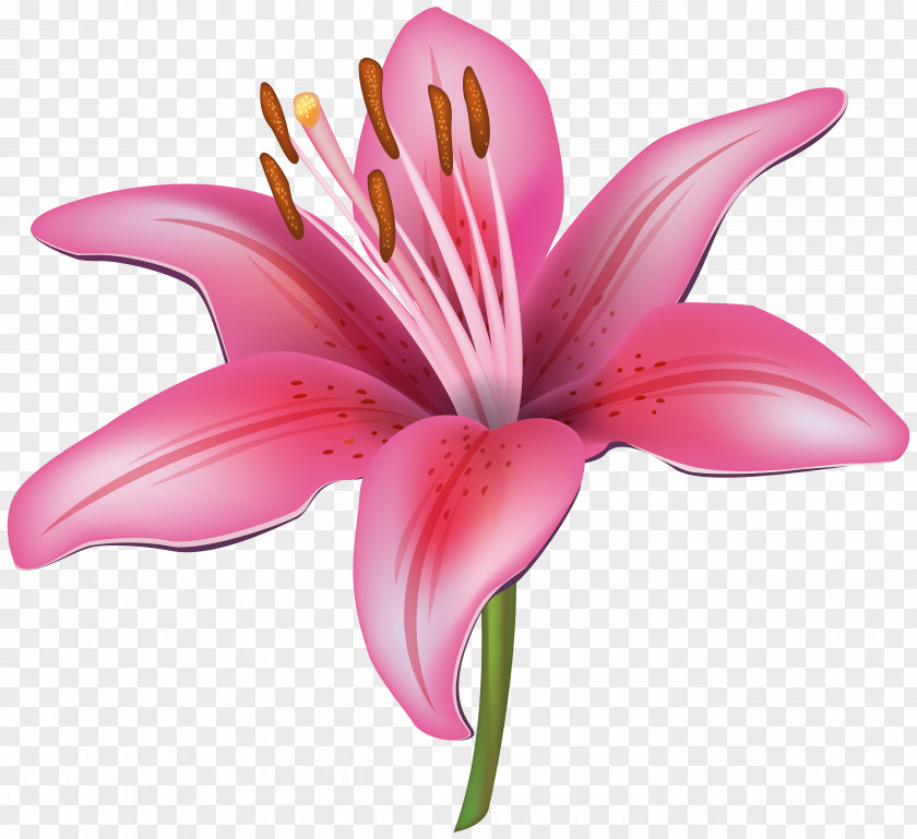 Flower Bouquet Tiger Lily Arum-lily Clip Art PNG