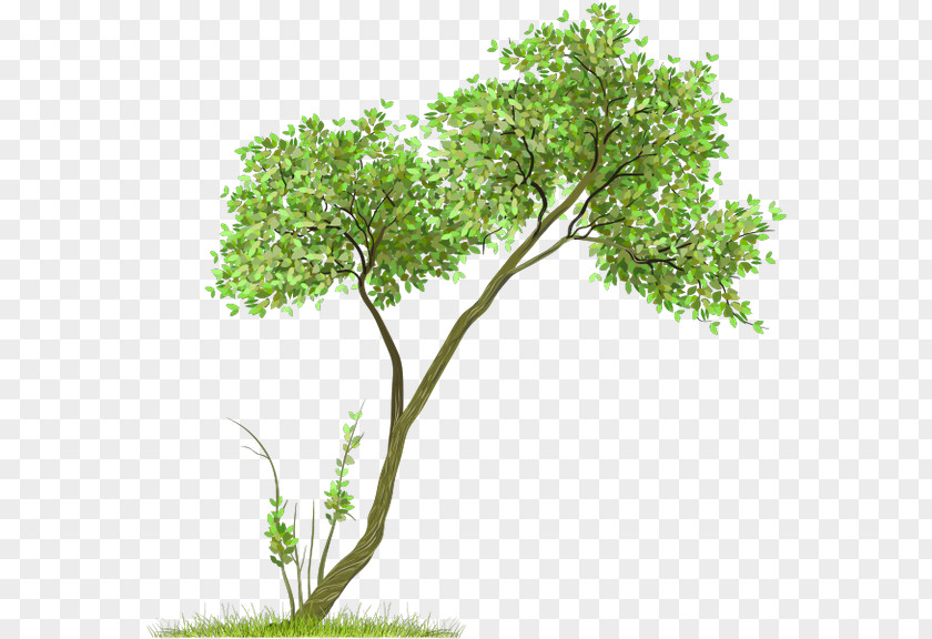 Folha Caduca Conifer Clip Art Tree Image Transparency PNG