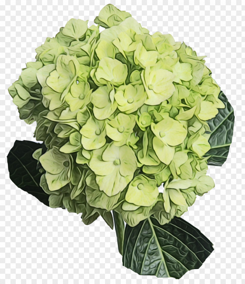 Hydrangea Garden Roses Cut Flowers Floral Design PNG