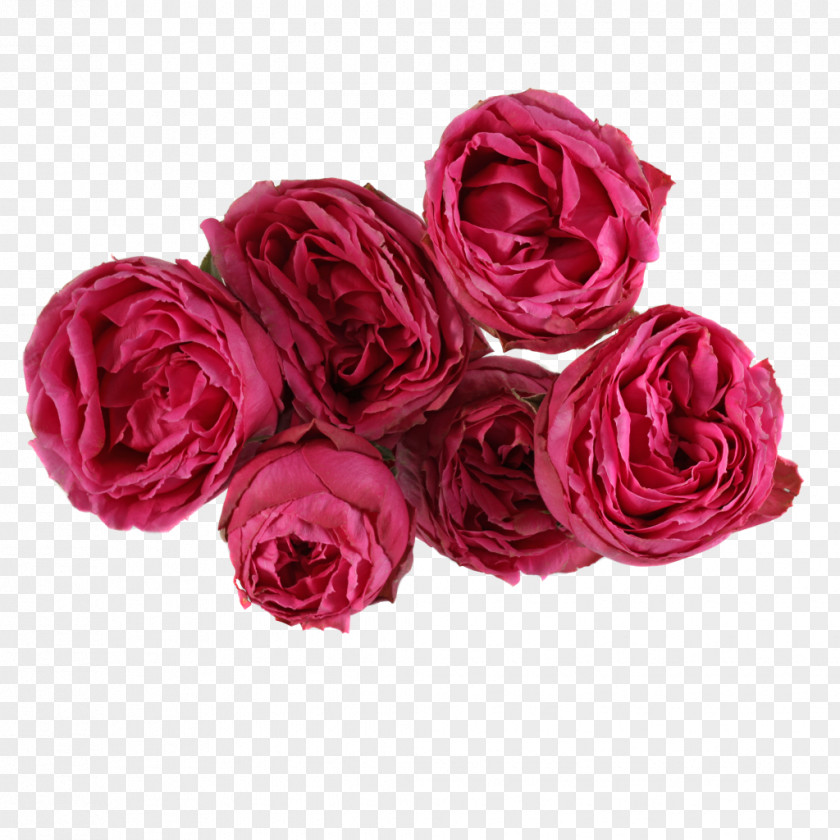 Ink Lace Material Cut Flowers Garden Roses Centifolia Rosaceae PNG