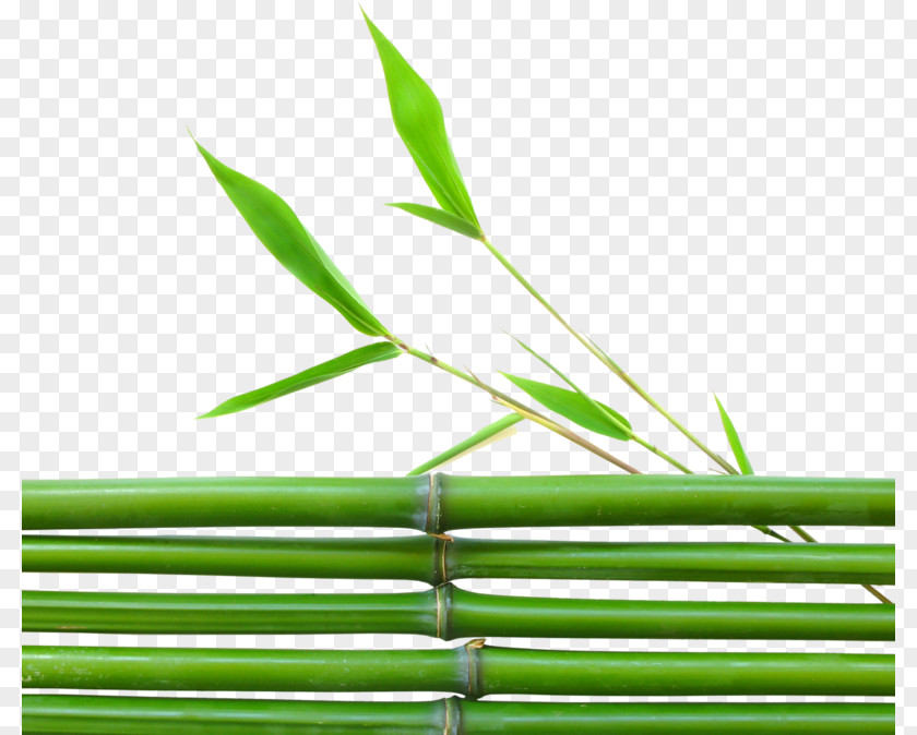 Leaf Tropical Woody Bamboos Grasses Lucky Bamboo Plant PNG