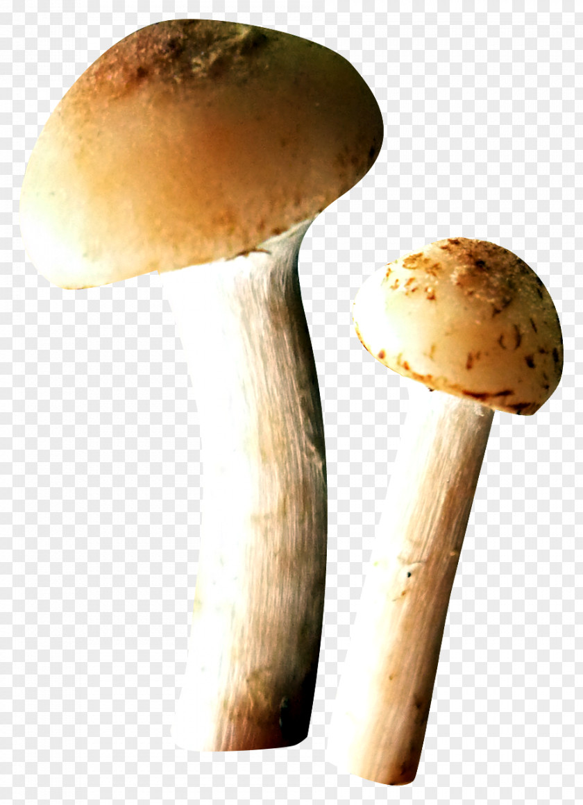 Mushroom Edible Fungus PNG