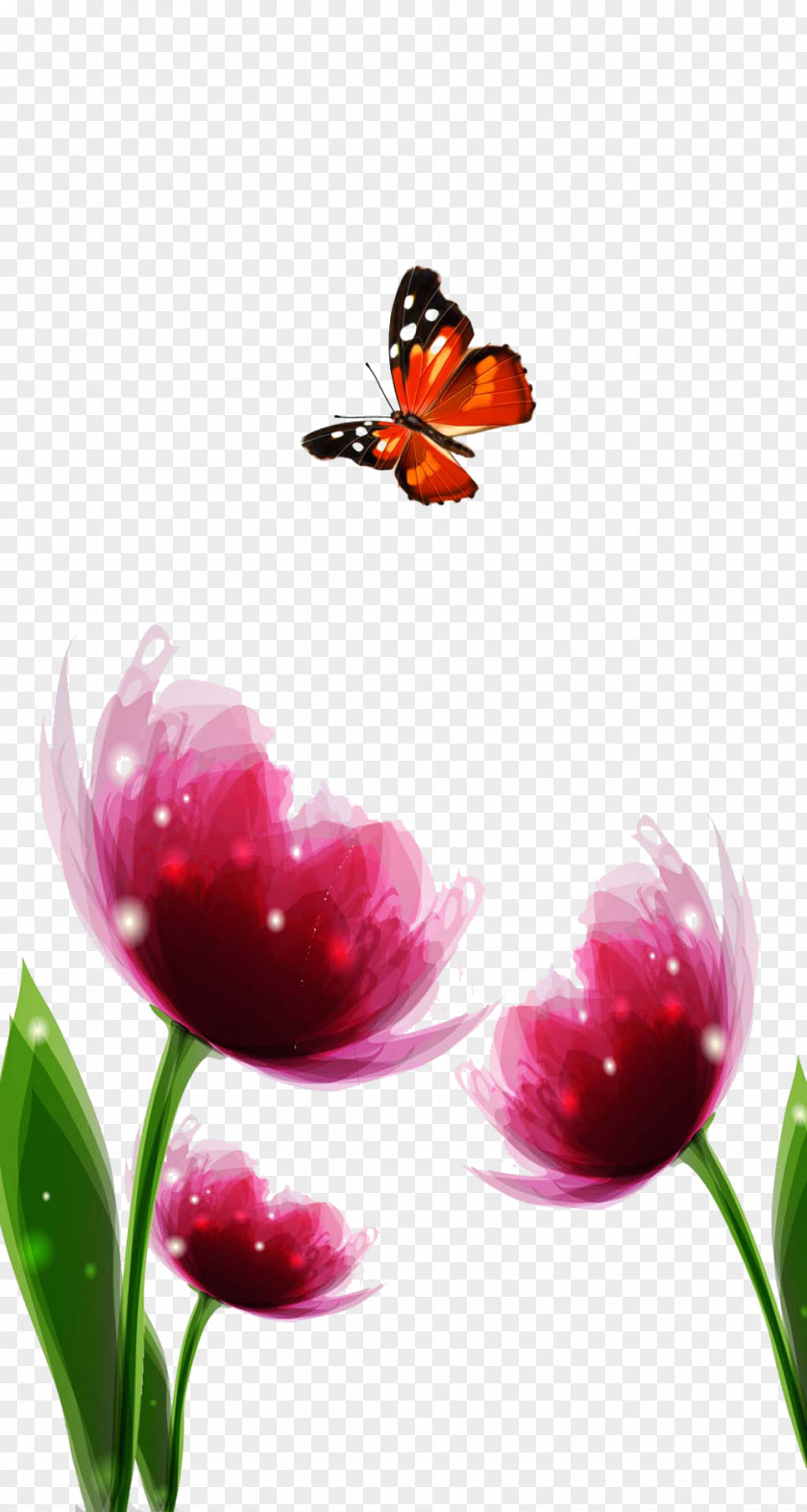 Tulips Cited Butterfly Picture Material Nymphalidae Tulip Flower PNG