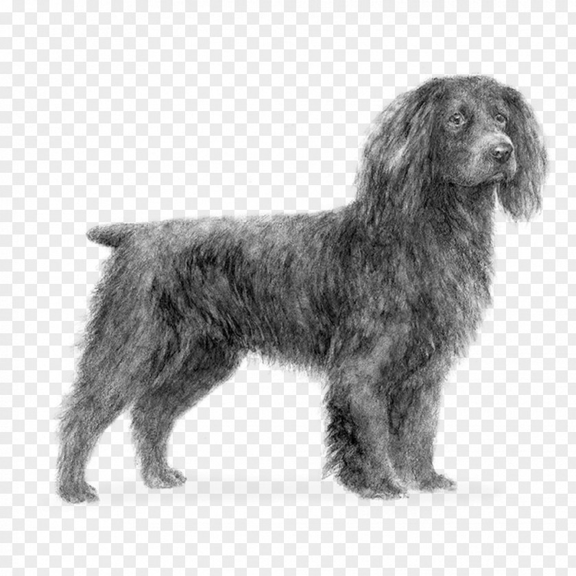 Field Spaniel American Water Sussex Boykin Wirehaired Pointing Griffon PNG