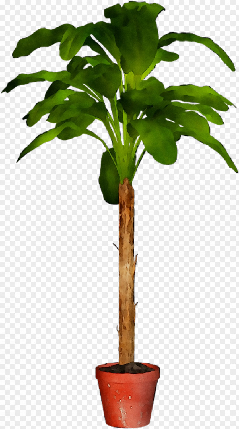 Flowerpot Tree Houseplant Plant Stem Plants PNG
