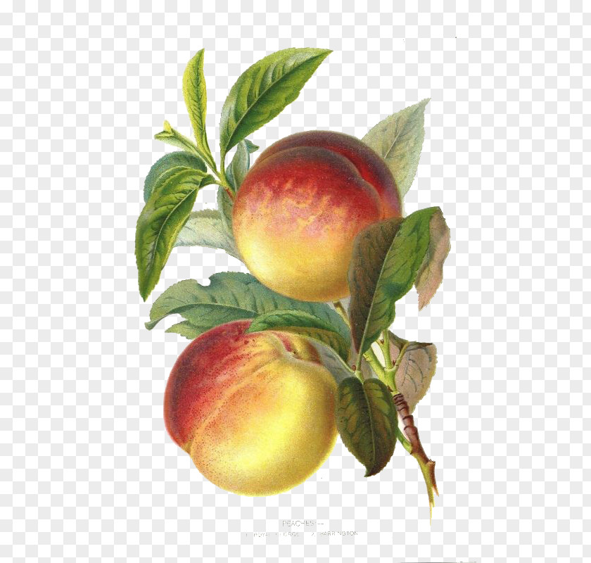Renaissance Style Yellow Peaches Peach Plum Botany Botanical Illustration Fruit PNG