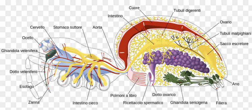 Spider Anatomy A Spider's Life Spiders And Other Arachnids PNG