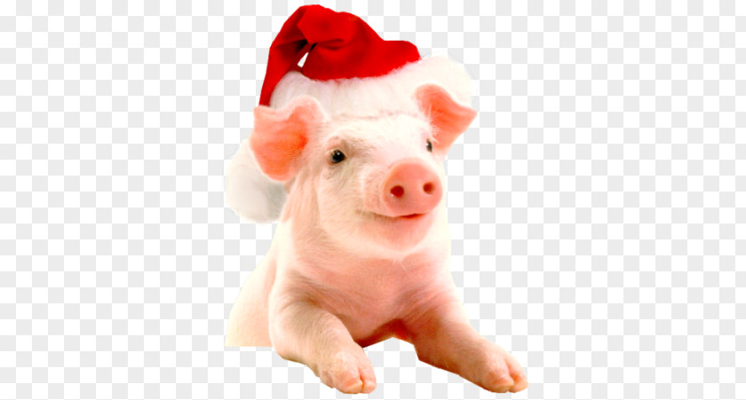 Vietnamese Pot-bellied Christmas Hogs And Pigs Farm New Year PNG
