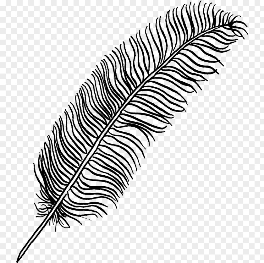 Fern Eyelash Tree Drawing PNG