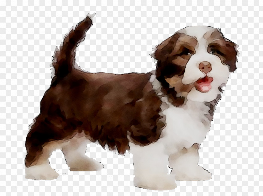 Havanese Dog Puppy Housetraining Pet Travel PNG