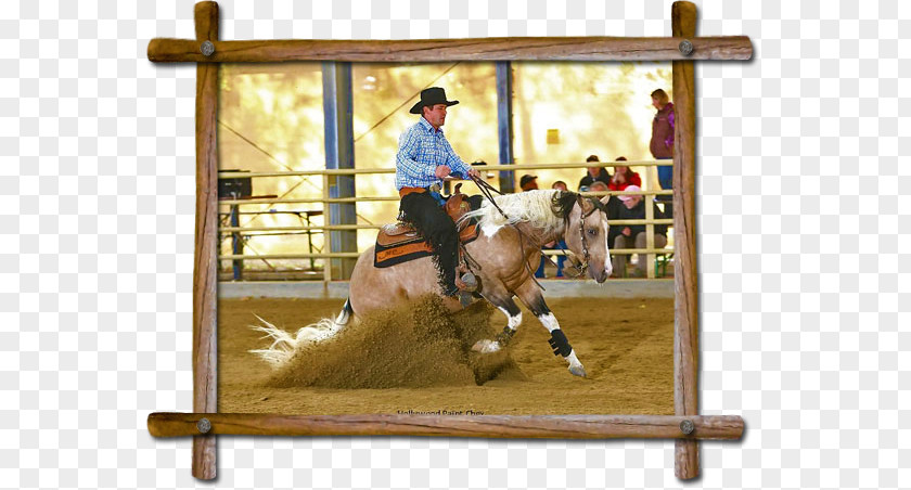 Painted Horse Western Pleasure Stallion Bridle Mare Hunt Seat PNG