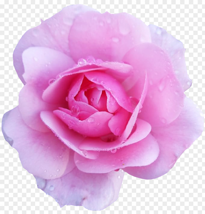 Pink Rose Flower Desktop Wallpaper PNG