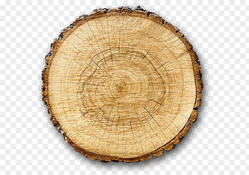 Wood Stock Photography Tree Biomass Fotolia PNG