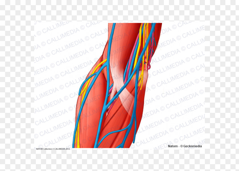 Arm Thumb Nerve Blood Vessel Elbow Muscle PNG