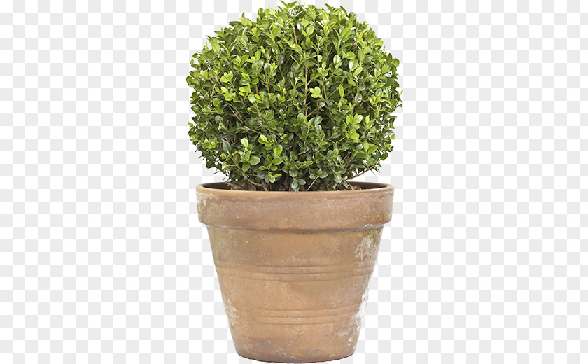 Box Topiary Tree Plant PNG