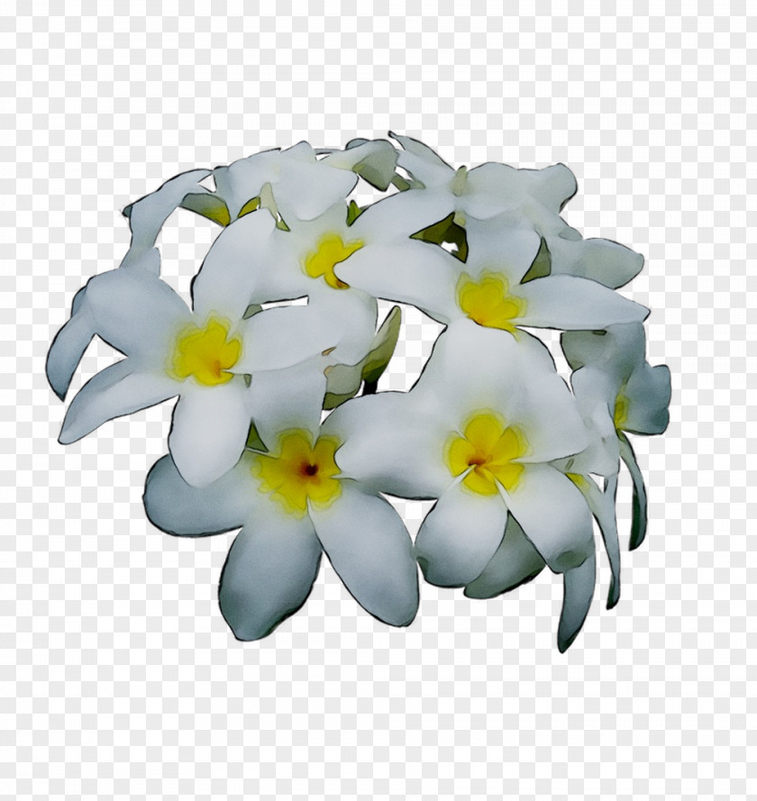 Cut Flowers Herbaceous Plant Flowering Plants PNG