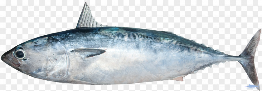 Fish Mackerel Thunnus Frigate Tuna Scombridae PNG