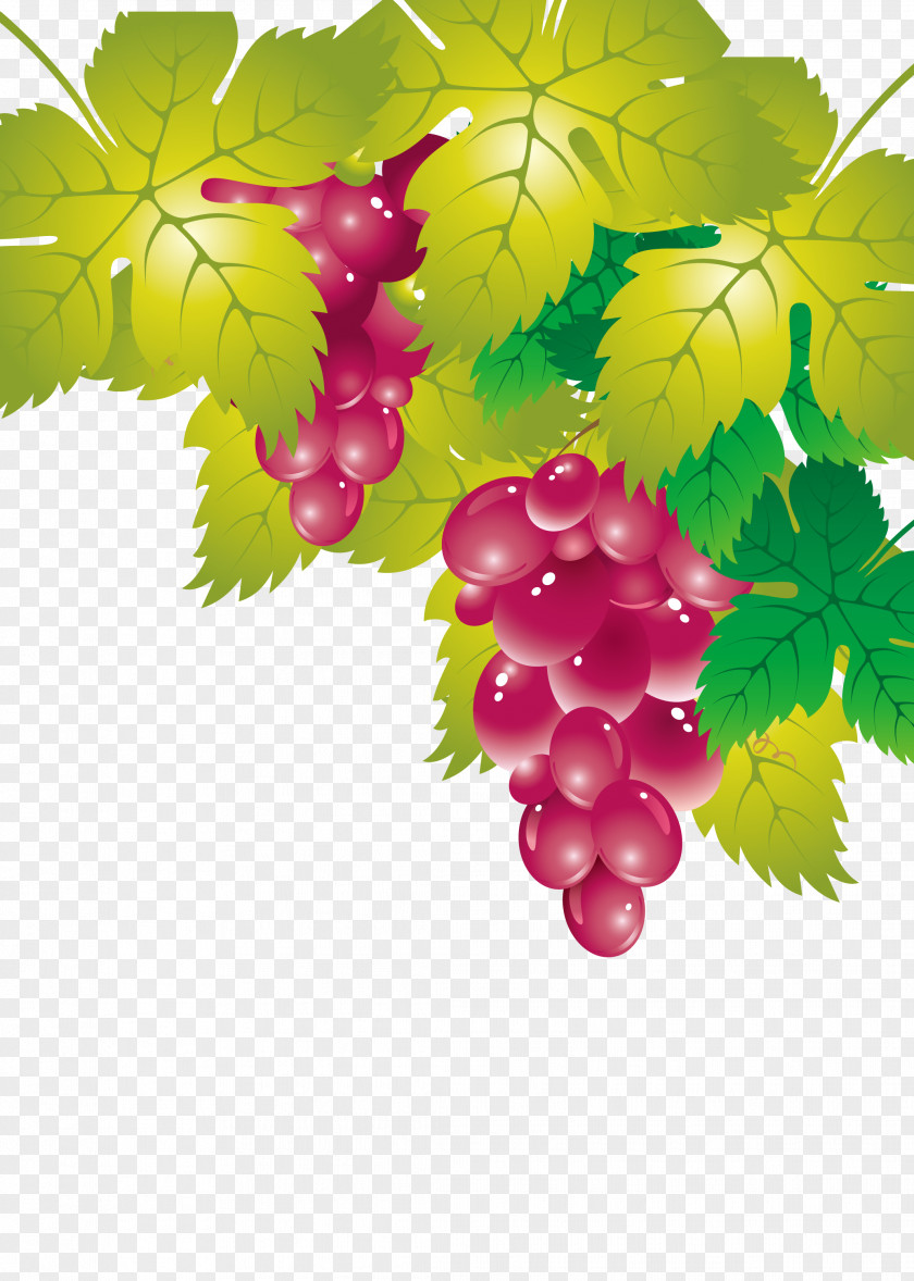 Grape Leaves Seedless Fruit PNG