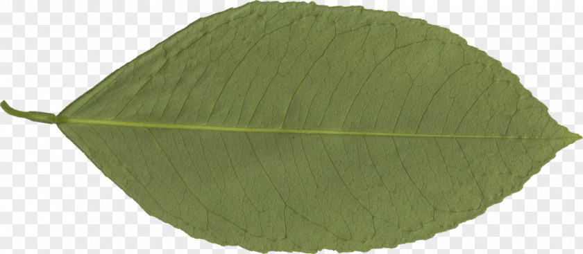 Wind Leaves Transparency Leaf Clip Art Image PNG