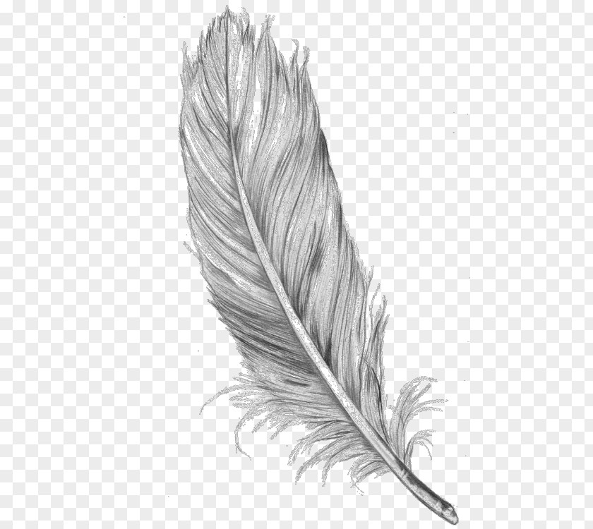 Bird Drawing Feather Line Art PNG