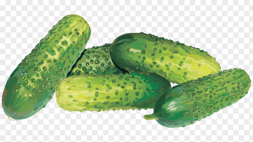 Cucumber Pickled Spreewald Gherkins Sprite Vegetable PNG