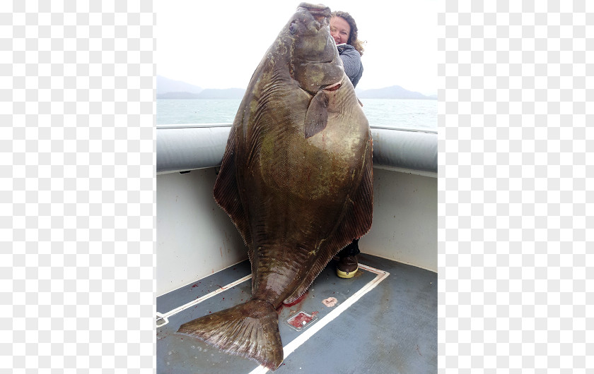 Fish Pacific Halibut Fishes Of The World Flatfish PNG