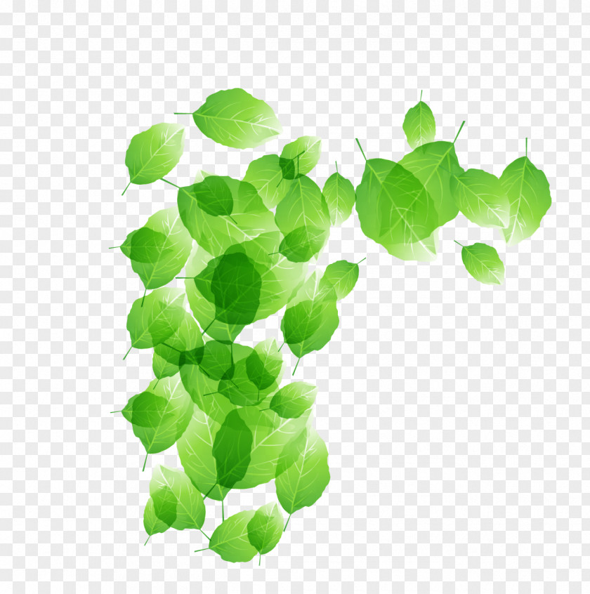 Leaf Euclidean Vector Green PNG
