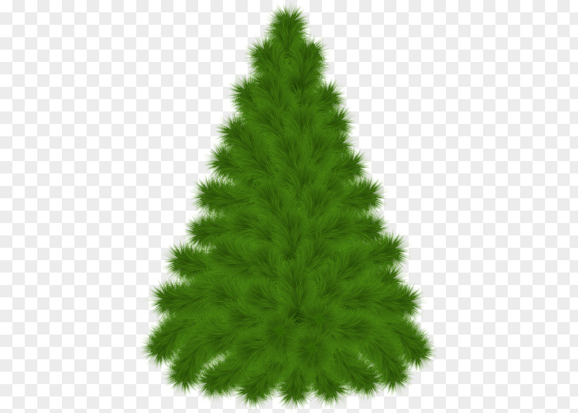 Tree Mediterranean Cypress Pine Clip Art PNG