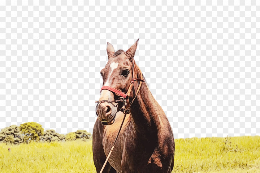 Ecoregion Mare Horse Grassland Pasture Sorrel Stallion PNG