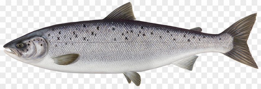 Fish Atlantic Salmon Smoked Salmonids PNG