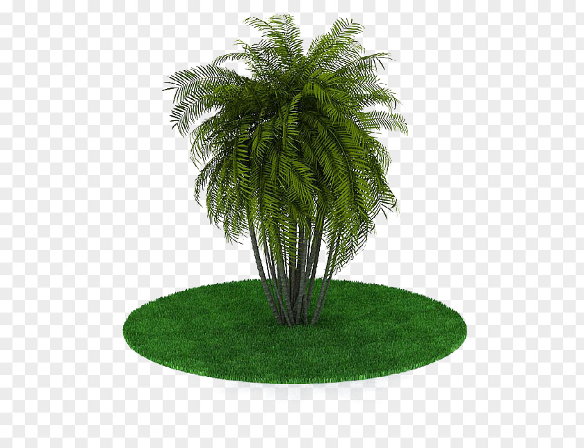 Palm Tree 3D Computer Graphics Modeling Autodesk 3ds Max Download PNG