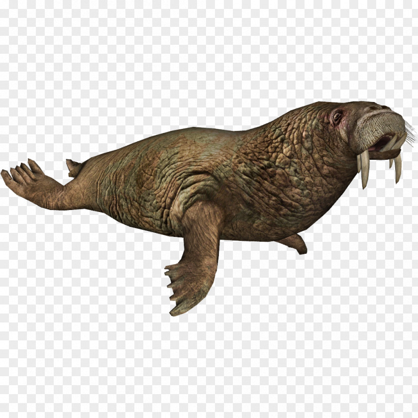 Scenery Zoo Tycoon 2 Gomphotaria Marine Mammal Pinniped PNG