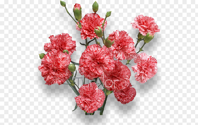 Burgundy Flowers Carnation Royalty-free Flower Stock Photography PNG