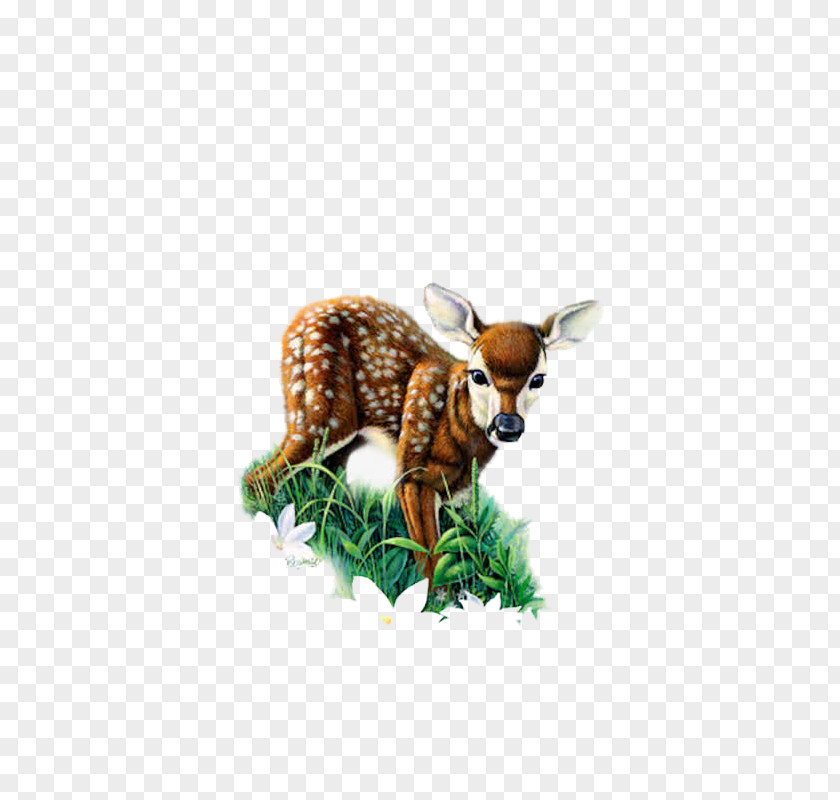 Deer Red Roe Clip Art PNG