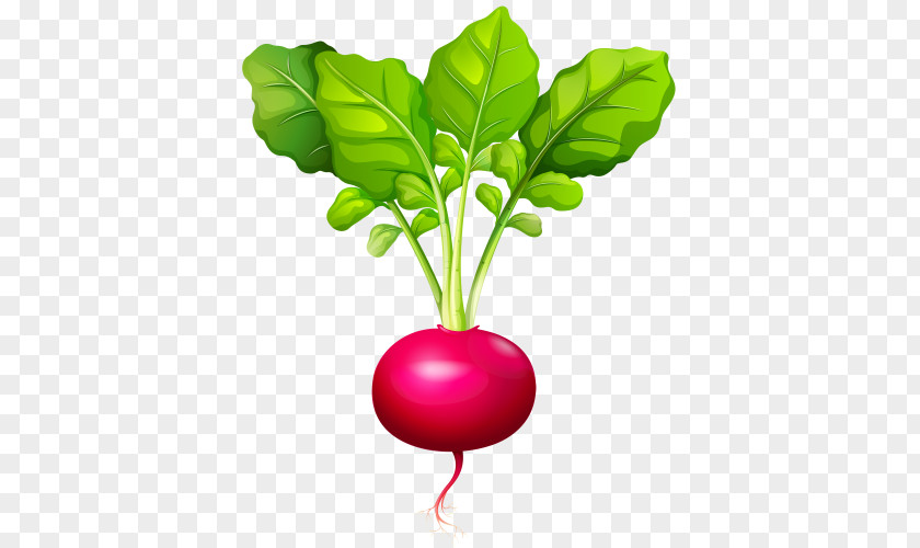 Radish PNG clipart PNG