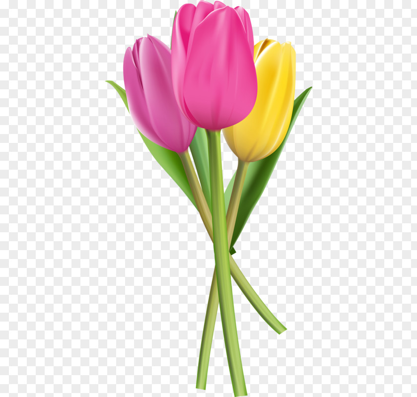 Tulip Flowers Flower Clip Art PNG