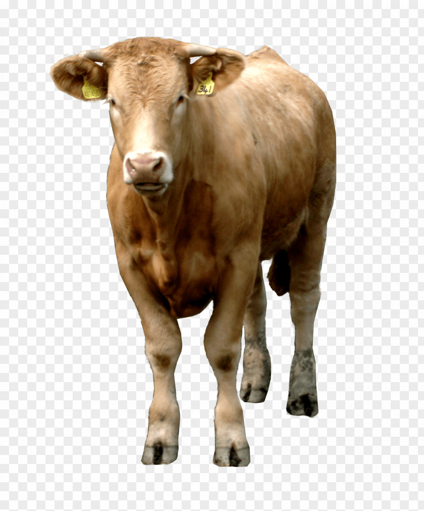 Brown Cow Image Beef Cattle Livestock PNG