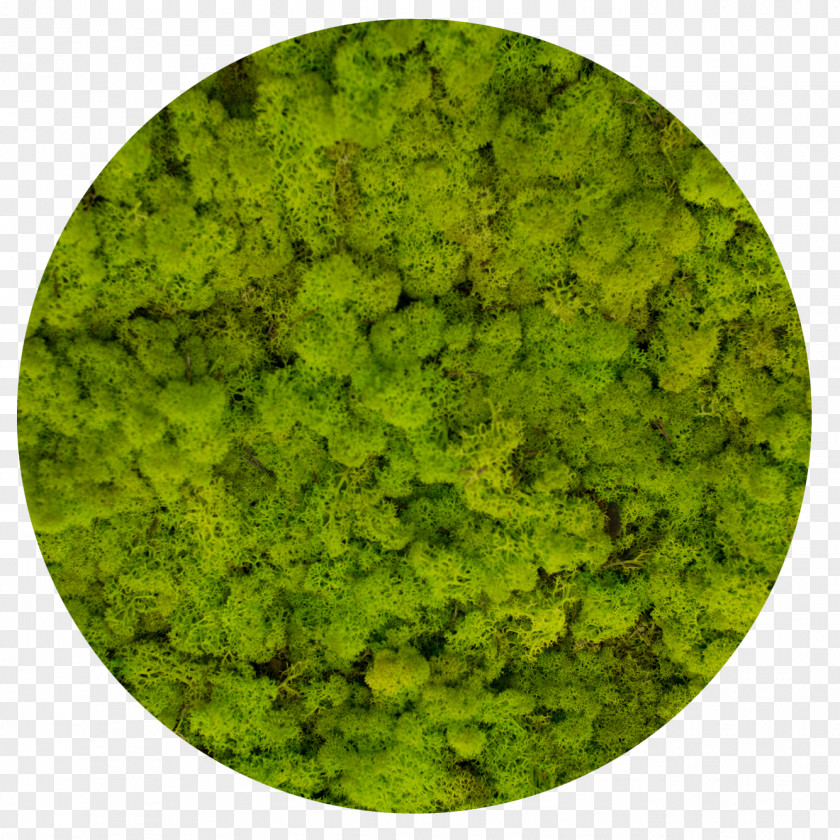 Green Moss Reindeer Lichen Стабилизированный мох Yagel PNG