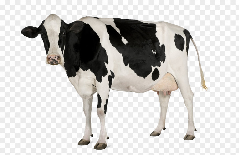 Holstein Friesian Cattle Simmental Stock Photography Dairy Farming PNG
