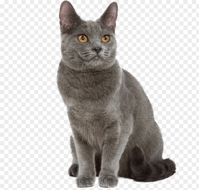 Korat Chartreux Russian Blue British Shorthair European PNG