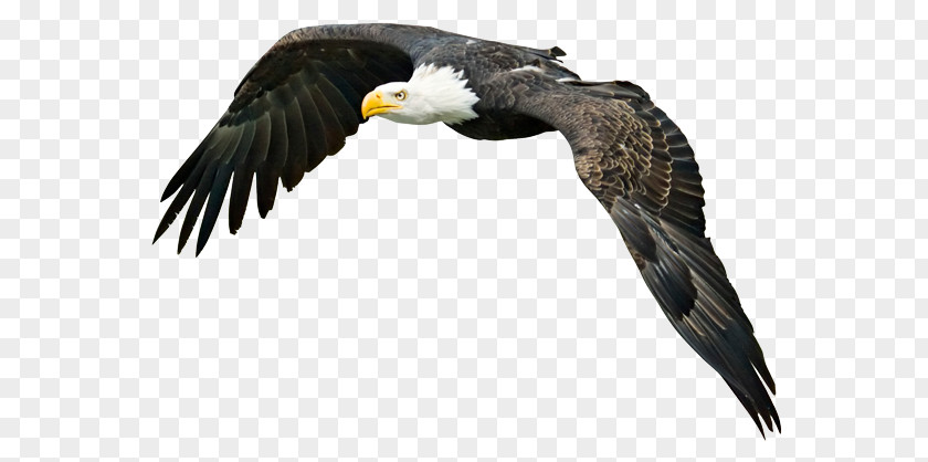 Steppe Eagle Bald Bird PNG