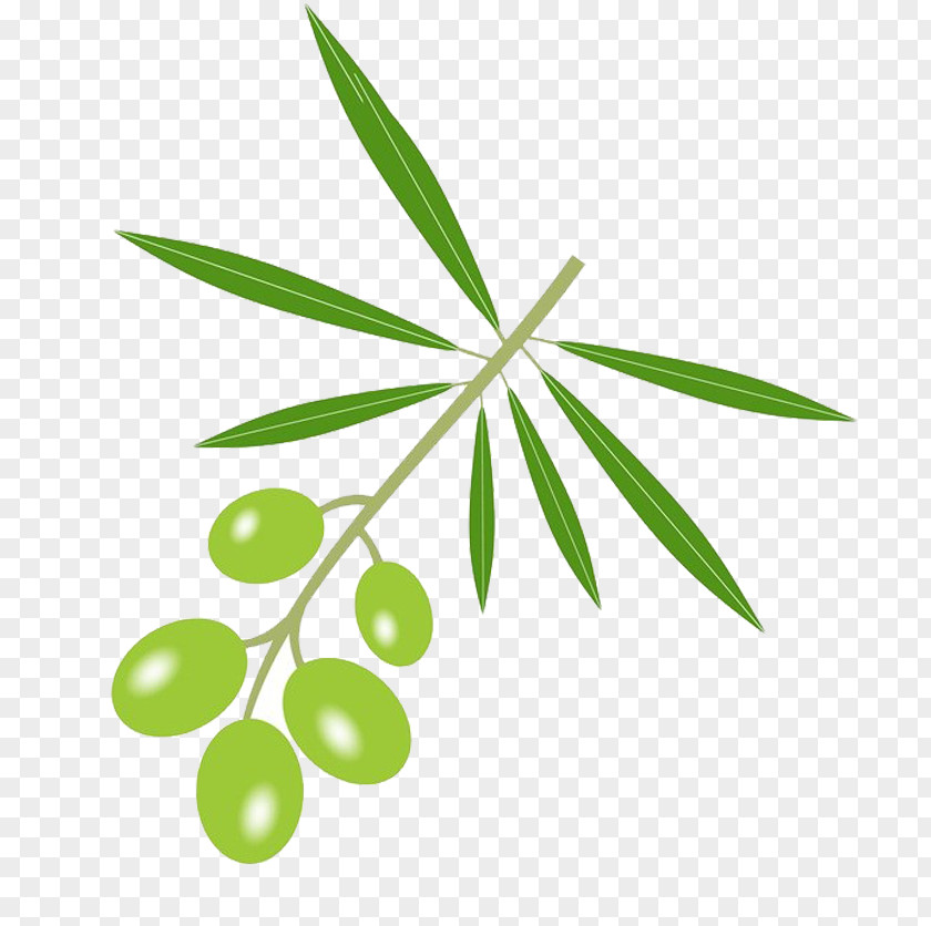 A String Of Olives Stock Photography Royalty-free PNG