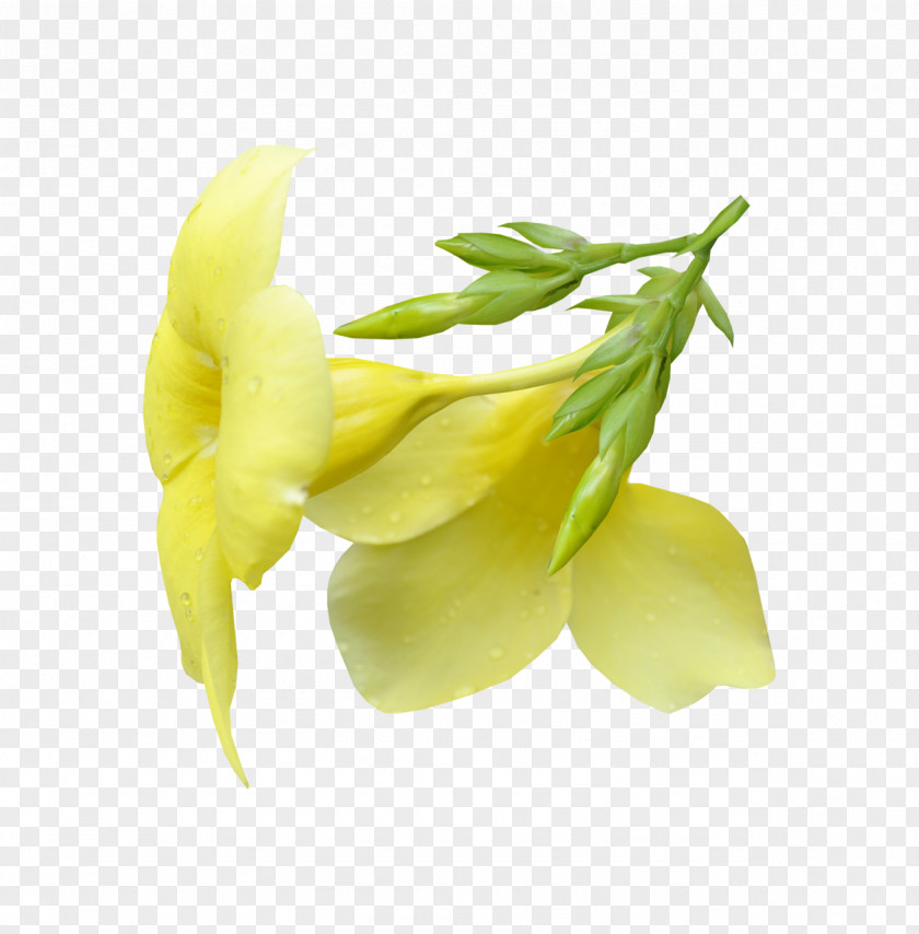 Flower Day Of Customs The Russian Federation Large-flowered Evening-primrose Cut Flowers Mixed Gender PNG