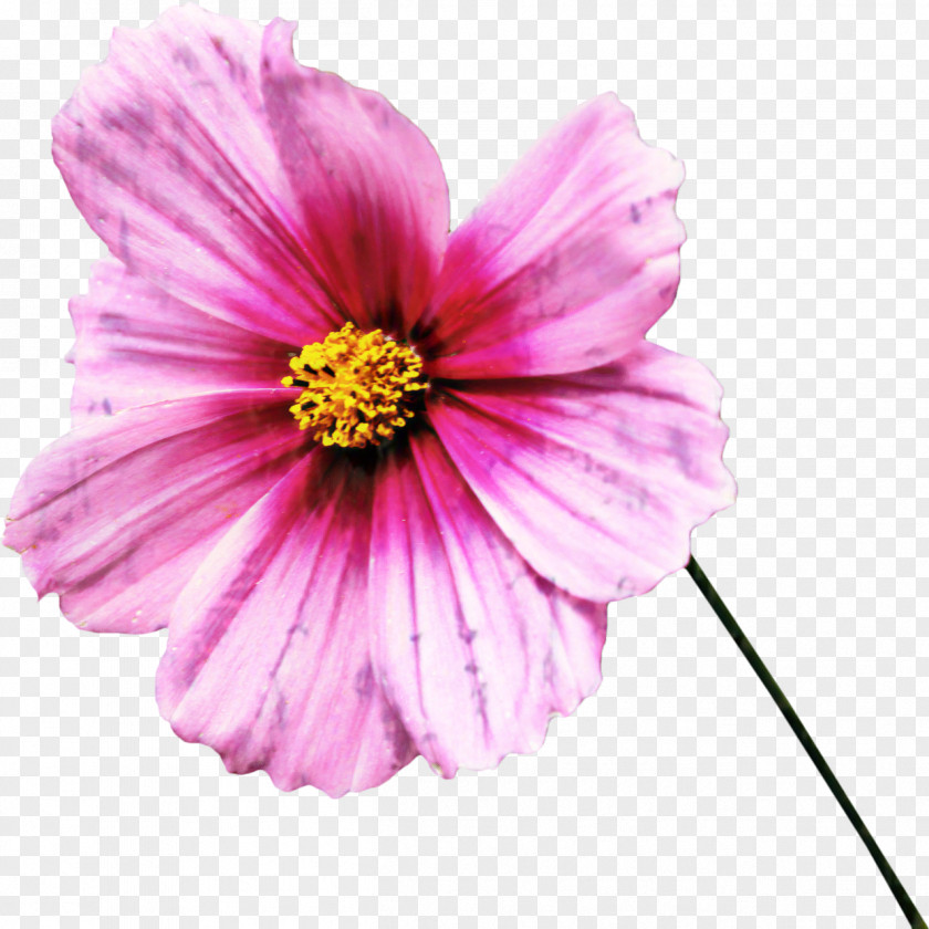 Garden Cosmos Panorama Image Annual Plant Cut Flowers PNG