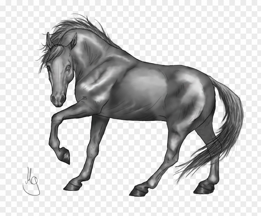 Horse Standing Drawing Grayscale PNG