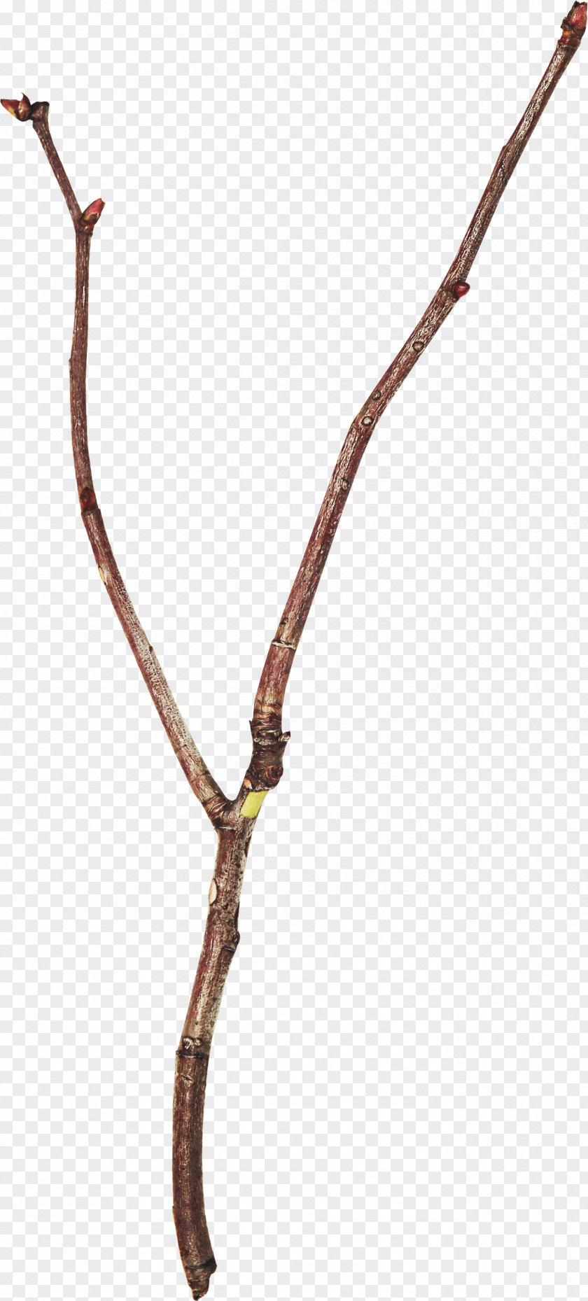 Leaf Twig Branch Tree Clip Art PNG
