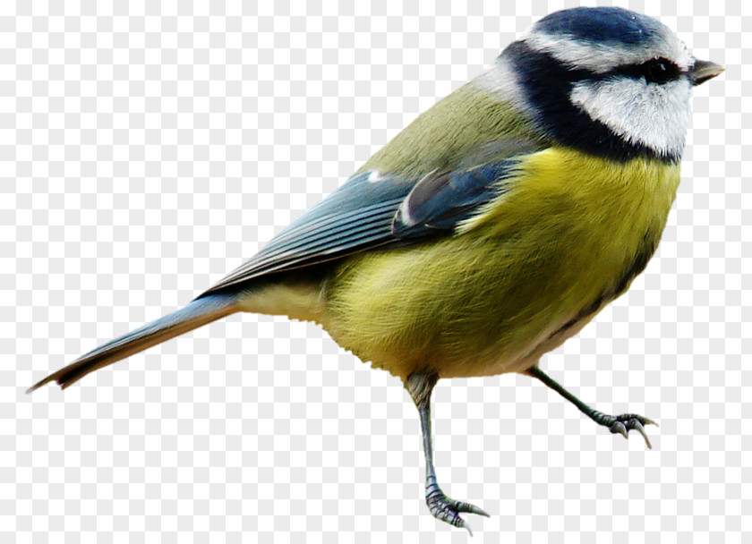 A Bird Great Tit House Sparrow Gray Wolf Reptile PNG