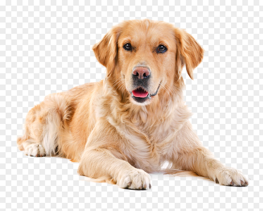 Golden Retriever Labrador Puppy Purebred Dog Pet Sitting PNG