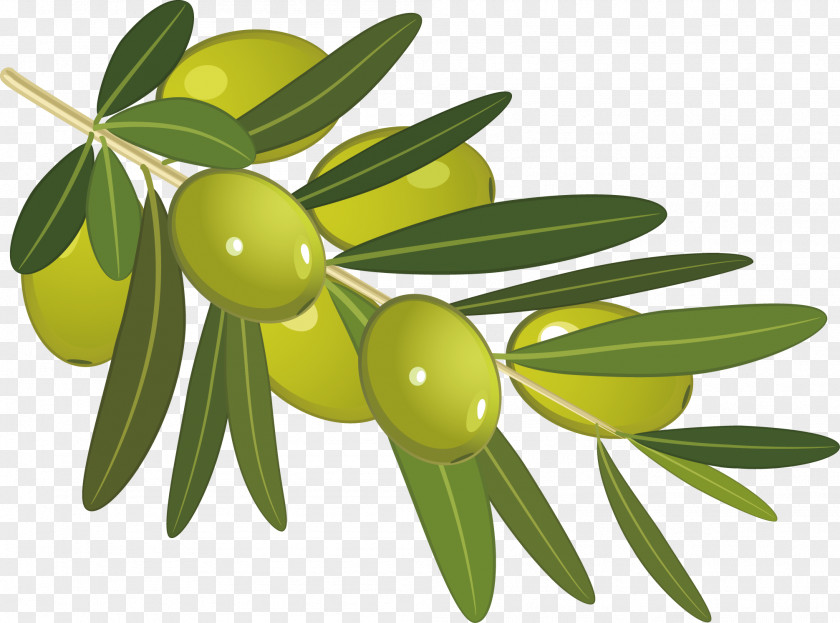 Olive Vector Stock Photography Clip Art PNG